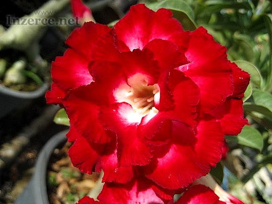 Adenium Obesum Aeksiam