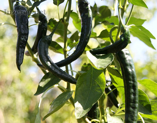 Chilli Cacho negro - sazenice