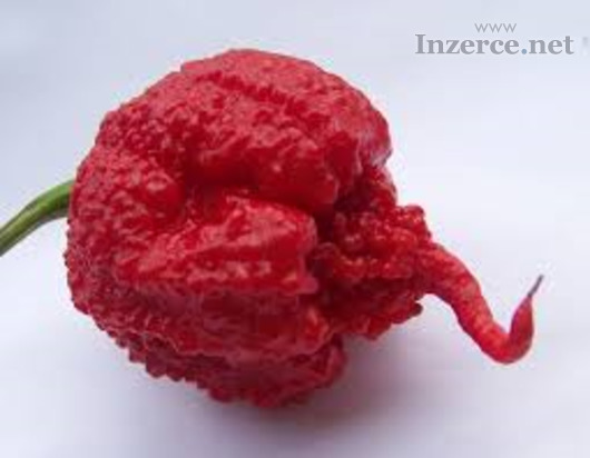 Chilli Carolina reaper