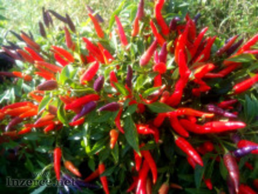 Chilli Sangria Ornamental - semena