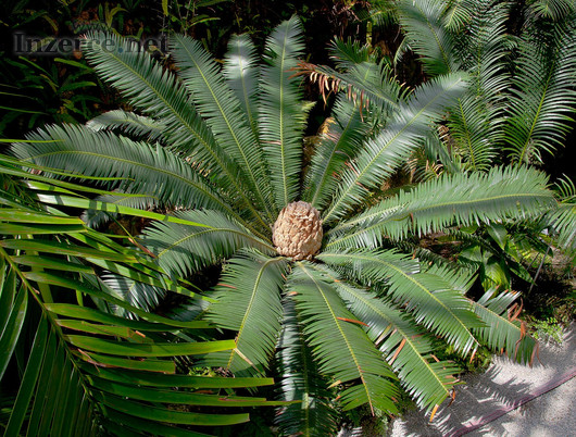 Cycas Dioon Edulis - sazenice