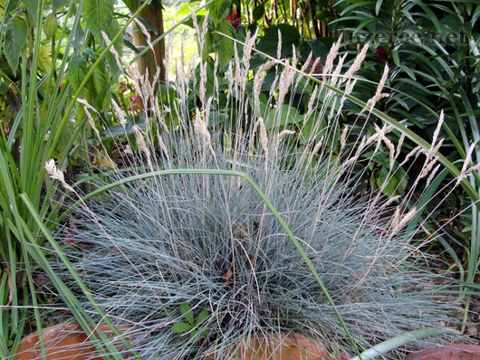 Festuca Glauca - semena