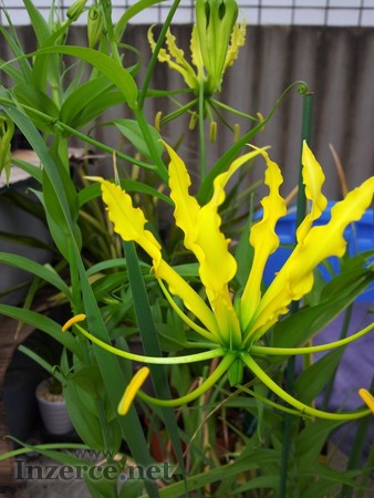 Gloriosa superba Lutea 