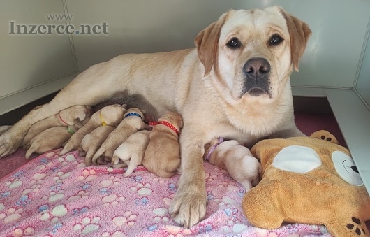 Labrador štěňata žlutá s pp