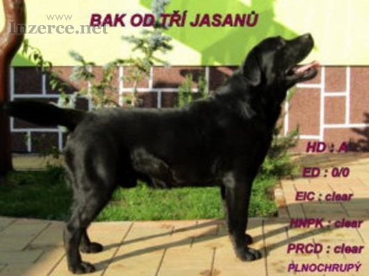 Labradorský retriever