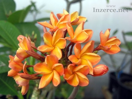 Plumeria Orange - semena