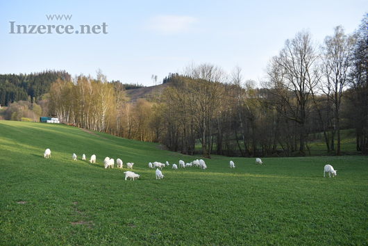 Prodám letošní kůzlata na výpas, česká bílá