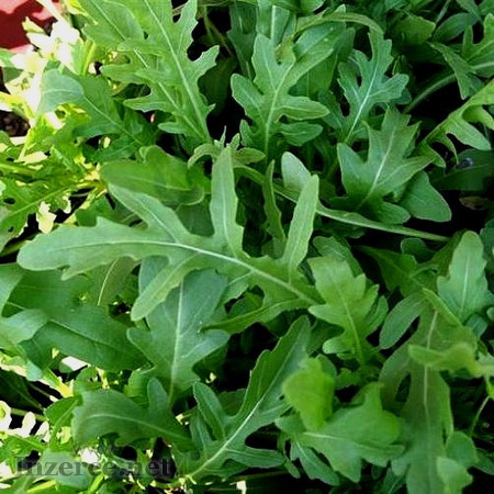 Rucola da Orto - semena