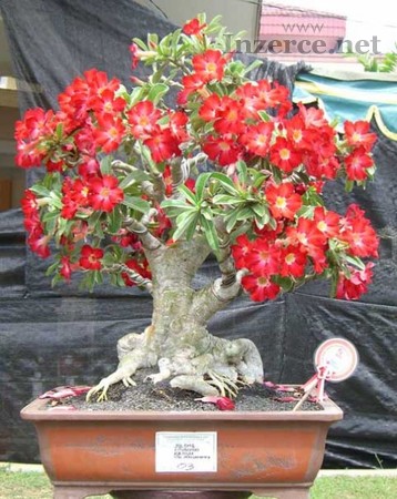 Sazenice Adenium Obesum vel. 10-12 cm