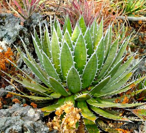 Sazenice Agave horrida subsp. horrida 'Mexcalmetl'