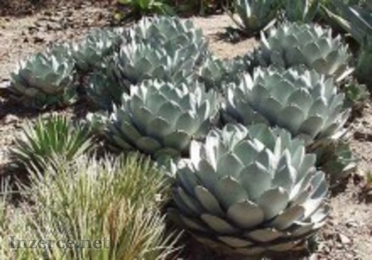 Sazenice Agave Parryi var. Parryi velikost růžice 