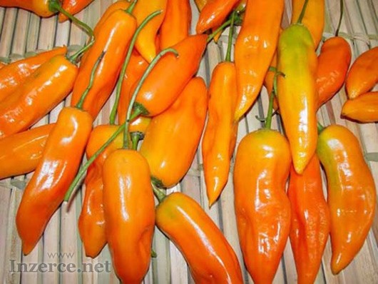 Sazenice chilli Aji Amarillo