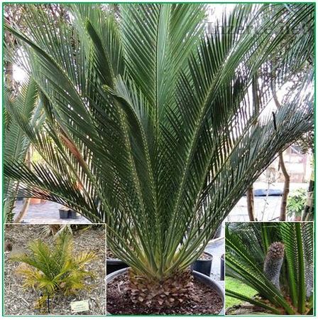 Sazenice Cycas Macrozamia communis