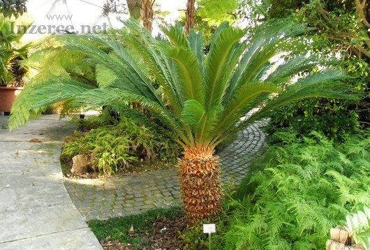 Sazenice Cycas Revoluta - Cykas Japonský