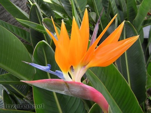 Sazenice Strelitzia Reginae