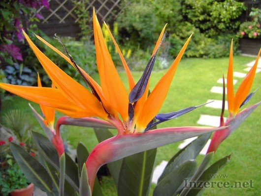 Sazenice Strelitzia reginae vel. cca 15 až 20 cm