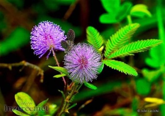 Semena MIMOSA (mimosa pudica)