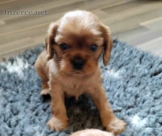 Štěňátka kavalír king charles spaniel s PP