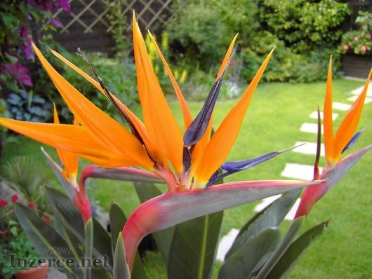 Strelitzia reginae - sazenice