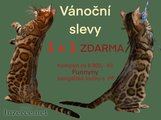 Vánoční slevy na bengálské kočky