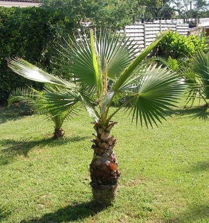 Washingtonia robusta - semena