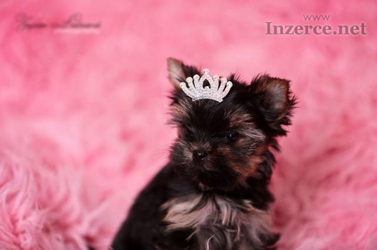 Yorkshire terrier s PP (rodokmeny)