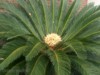 1 x naklíčené semeno Cycas Revoluta  - foto 2