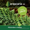 Blahočet čilský - Araucaria araucana - foto 2