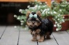 Yorkshire terrier s PP (rodokmeny) - foto 2