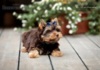 Yorkshire terrier s PP (rodokmeny) - foto 3