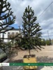 Blahočet čilský - Araucaria araucana - foto 4