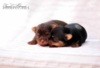 Yorkshire terrier s PP (rodokmeny) - foto 4